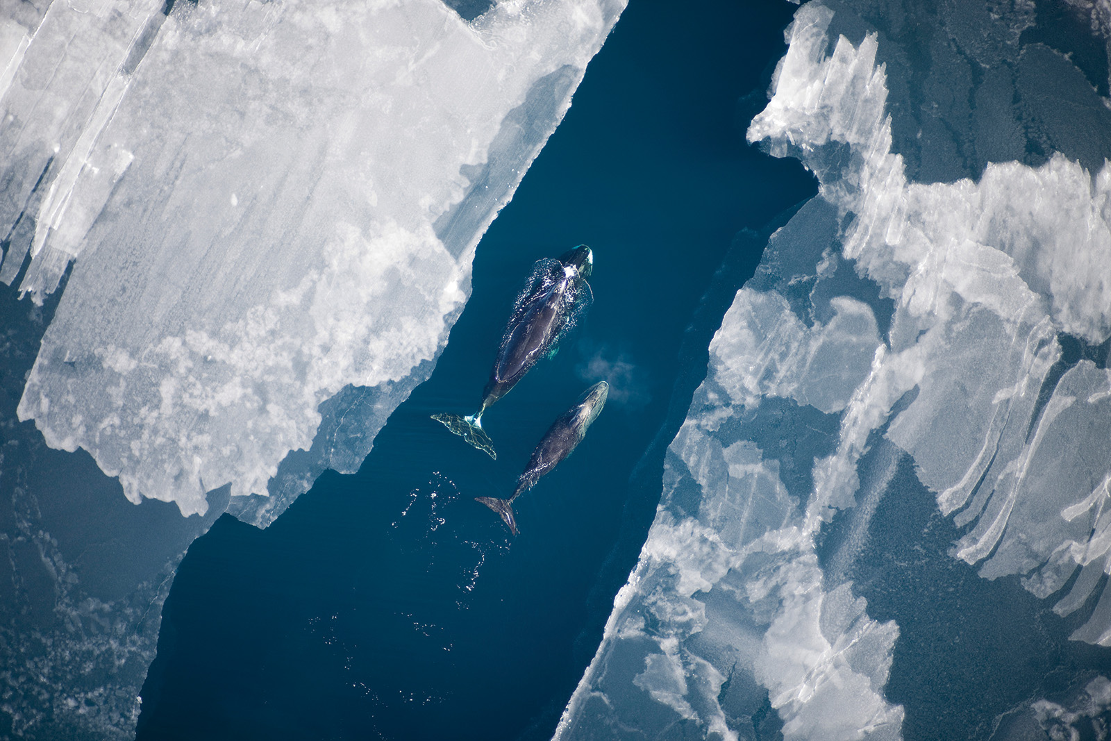 Bowhead whales swim through a lead in Arctic ice during migration.