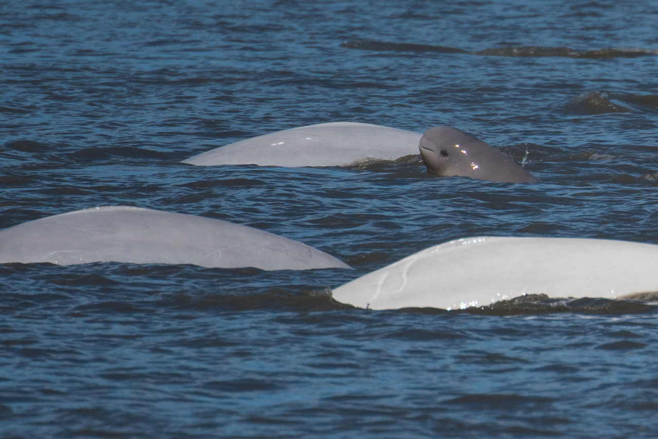 A Cook Inlet beluga calf (gray color) swimming with three larger beluga whales (white). 