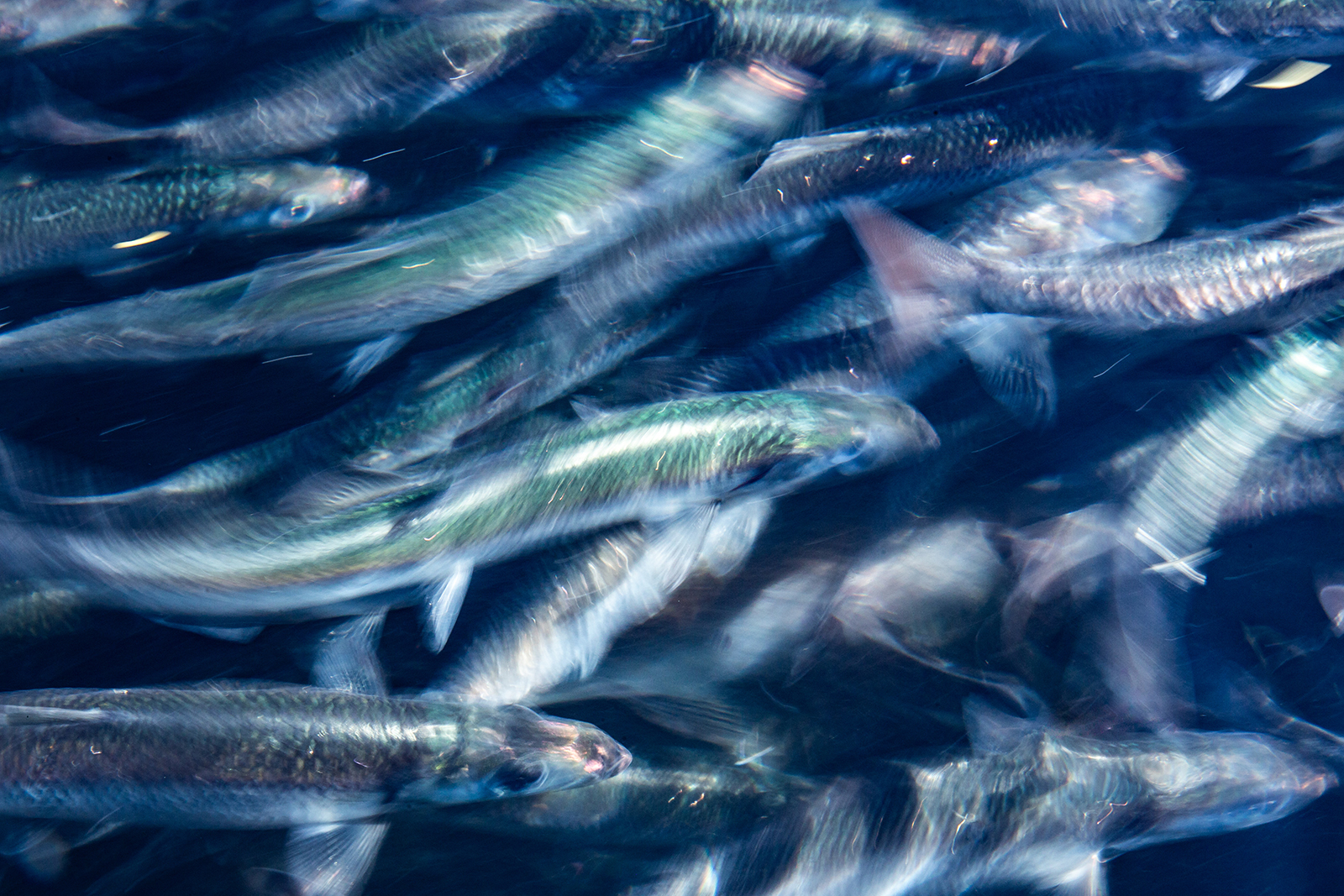 Close-up photo of a school of Pacific herring.