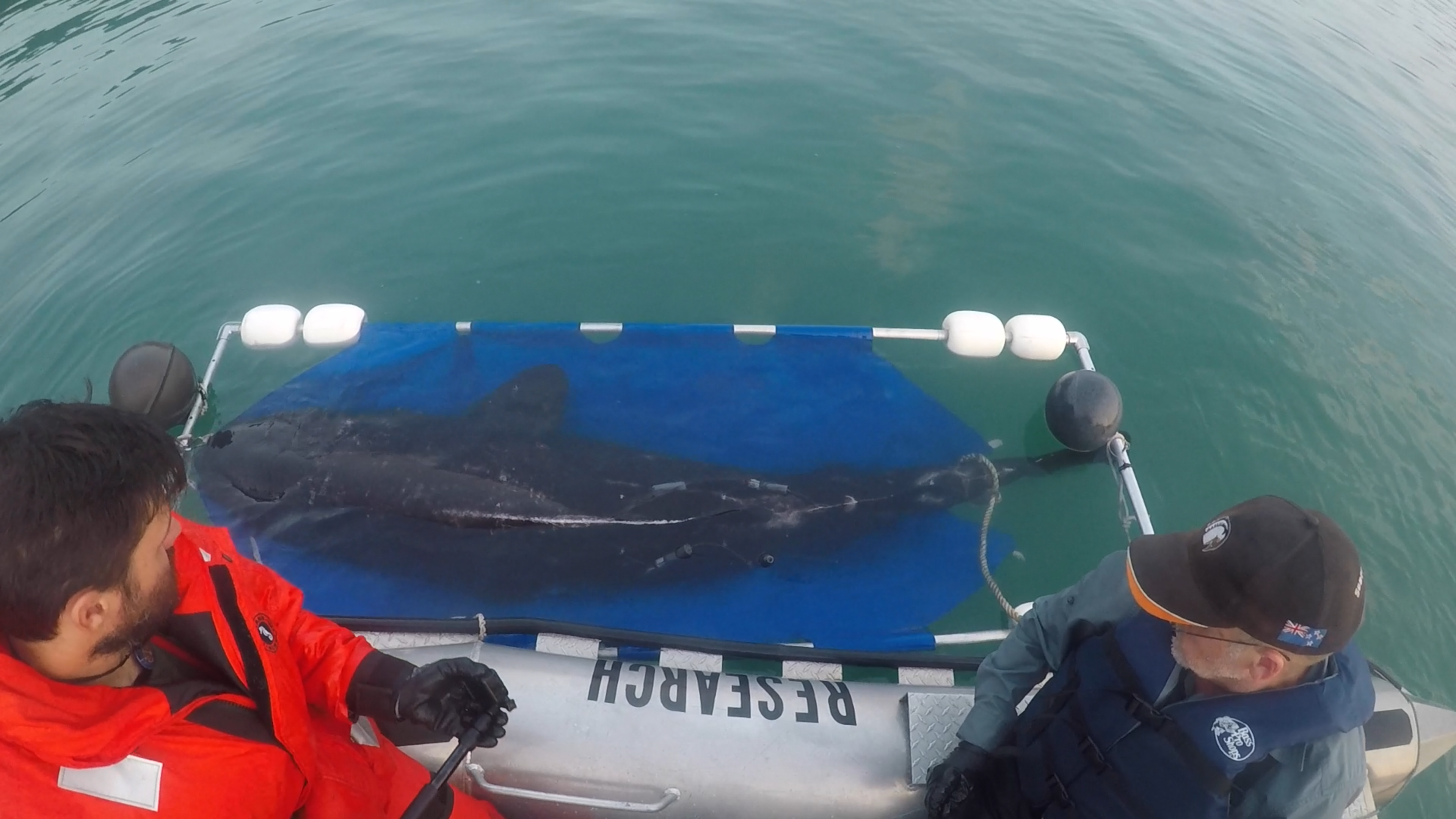 How to Track the Most Elusive Shark in Alaska